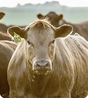 Tan cow standing in a field